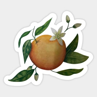 Hand Drawn Oranges Sticker